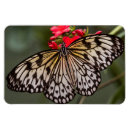 Search for butterfly tree magnets Animal