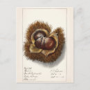Search for chestnut postcards Fruit
