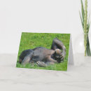 Search for monkey photo cards Ape