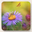 Search for asters coasters Garden