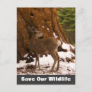 Search for mule deer postcards Wildlife