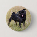 Search for black pug badges Dog