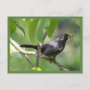 Search for blackbird postcards Birds