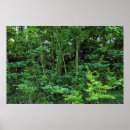 Search for shrubs Trees