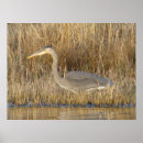 Search for blue heron posters Herons