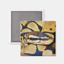 Search for python magnets Snake