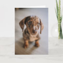 Search for dapple cards Puppy