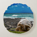 Search for sea turtle cushions Background