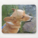 Search for corgis mousepads Pembroke