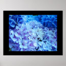 Search for blue hydrangeas art Nature