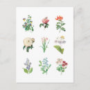 Search for vintage botanical postcards Illustration