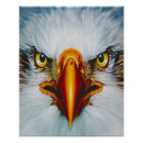 Search for eagle face posters Wildlife
