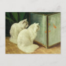 Search for stern postcards 19th