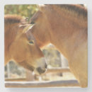 Search for pony home living Beautiful