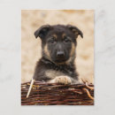 Search for german shepherd postcards Pet
