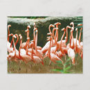 Search for flamingo picture postcards Flamingos