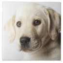 Search for innocence tiles Dog