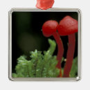 Search for panama christmas tree decorations Tropical