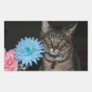 Search for cat with flowers stickers Animals