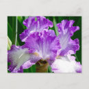 Search for white iris postcards Flora