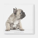 Search for pedigree dog magnets Animal