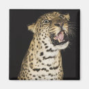 Search for aggressive magnets Animal