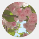 Search for cherry blossom tree stickers Nature