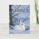 Search for rabbit at rest cards Winter