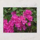 Search for tortola postcards Caribbean