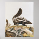 Search for skunks posters Smelly