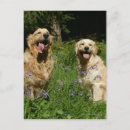 Search for dog and flowers postcards Sitting