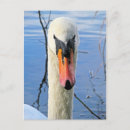 Search for muted postcards Wildlife