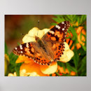 Search for painted lady posters Butterfly