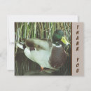 Search for wild bird cards Mallard duck
