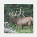 Search for bugle magnets Wildlife