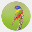 Search for painted bunting stickers Bird