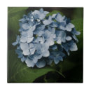 Search for hydrangea shrubs Plant