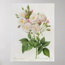 Search for pierre joseph redoute posters Rose