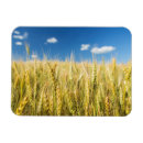 Search for wheat photography Outdoors