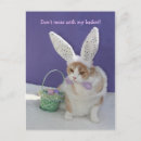 Search for funny easter postcards Rabbit