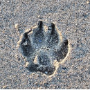 Search for pawprint tiles Dogs