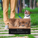 Search for ruby cavalier king charles spaniel Cute