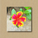 Search for red rose canvas prints Nature
