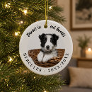 Search for forever in our hearts Dog