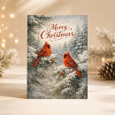 Search for cardinal christmas cards Red cardinal bird