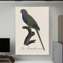 Search for quaker posters Monk parakeet