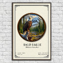 Search for bald headed eagle art Raptor
