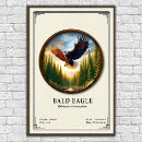 Search for soaring bird posters Eagle