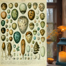Search for vintage natural history posters Antique