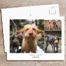 Search for funny cats and dogs postcards Create your own